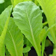 Florida Broadleaf Mustard Seeds