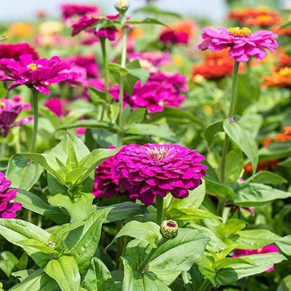 Purple Prince Zinnia Seeds