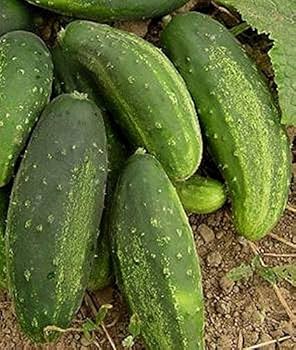 Graines de concombre biologique 'Sumter'