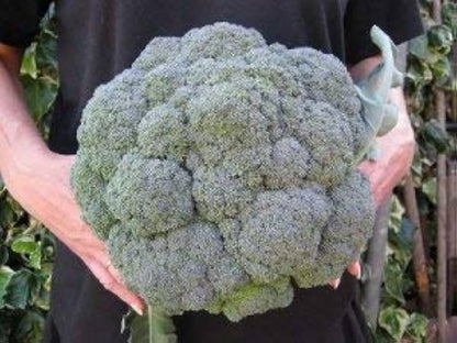 Semi di broccoli Gardeners Basics