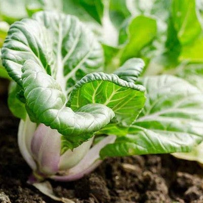 Extra Bok Choy Choy Nain, Légume Héritage, Biologique