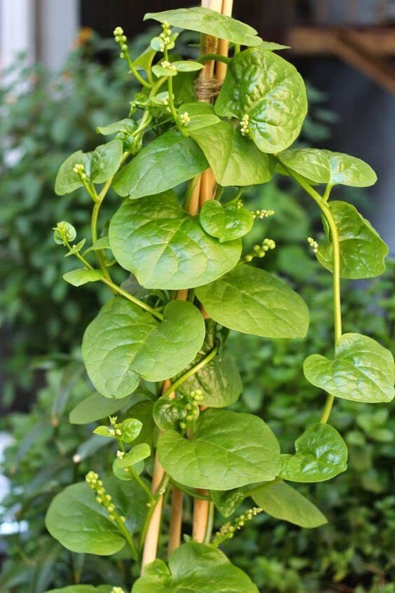 Malabar Spinach Green Stem Seeds
