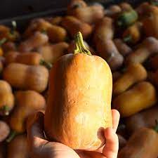 Semi di zucca Honeynut