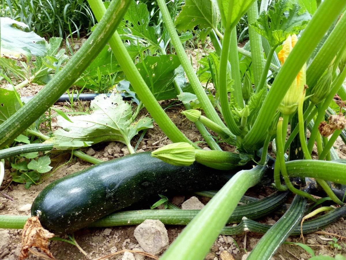 Beauty Zucchini Samen Nicht-GVO Erbstück Sommerkürbis für Hausgärten