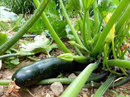 Beauty Zucchini Samen Nicht-GVO Erbstück Sommerkürbis für Hausgärten