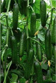 Beit Alpha Cucumber Seeds