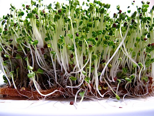 Semi di rucola per germogliamento