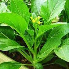 Graines de Choy Sum Biologiques
