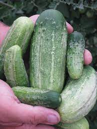 Burpee 'Pick-A-Bushel' Einlegegurken-Samen