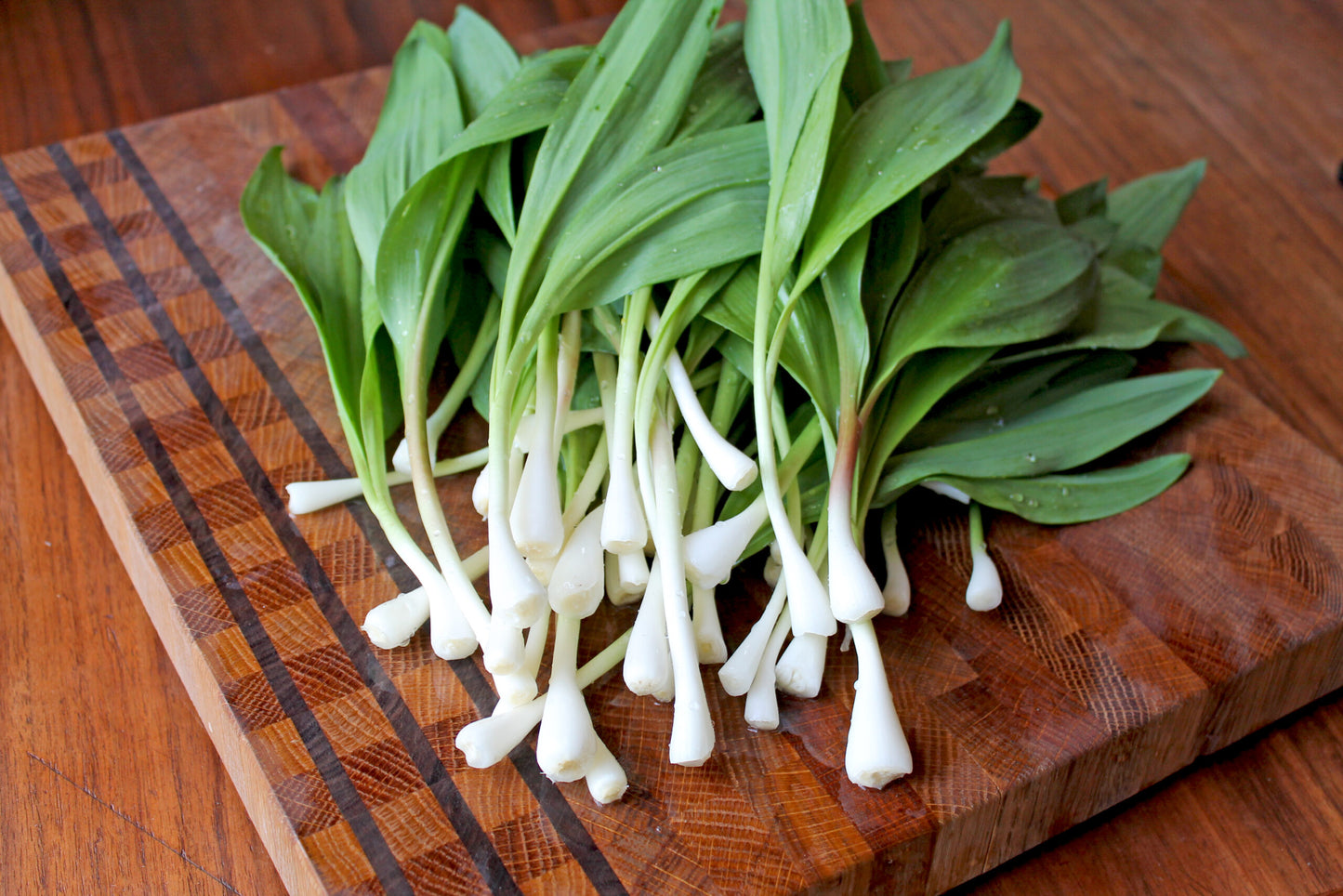 Wild Ramp Seeds