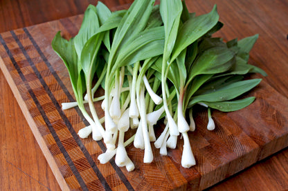 Wild Ramp Seeds