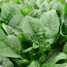 Winter Giant Spinach Seeds