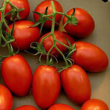 Semi di pomodoro ereditario di Martino di Roma