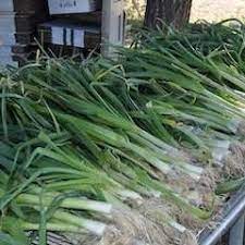 Leek Autumn Giant Seeds