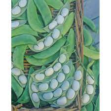 Henderson Lima Bean Seed