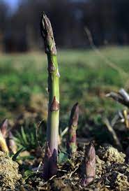 "Gardeners Basics Asparagus Seeds