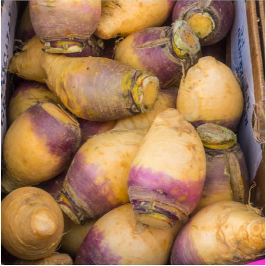 Kohlrabi Seed Packet Collection – Purple & White
