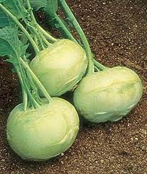 Everwilde Farms White Vienna Kohlrabi Seeds