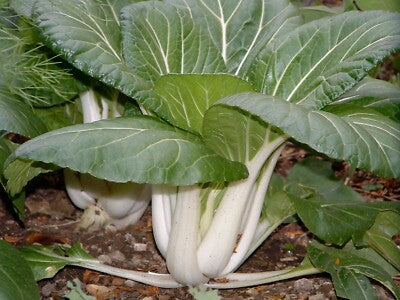 Graines de Bok Choy TKE Farms & Gardens