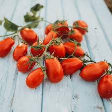 Semi di pomodoro Roma di Martino