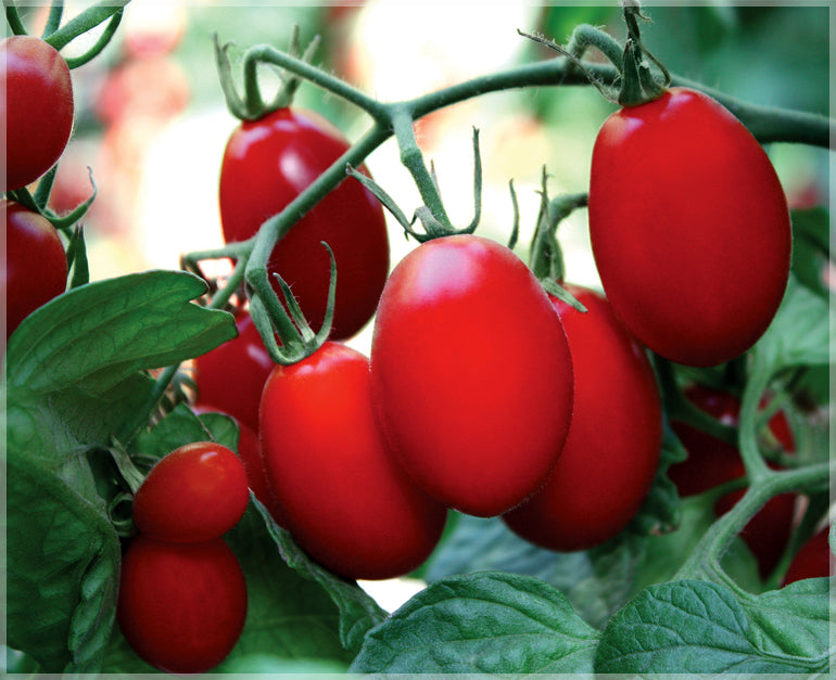 Burpee 'Gladiator' Roma Tomato Seeds