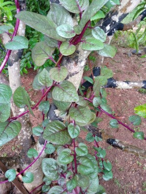 Malabar Spinach Seeds