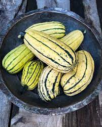 Semi di zucchina delicata
