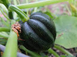 Graines de courge gland Table Queen