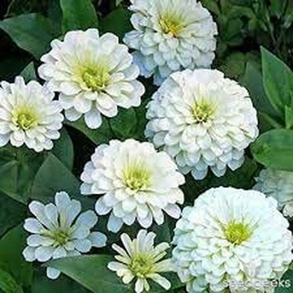white zinnia flower seeds for planting