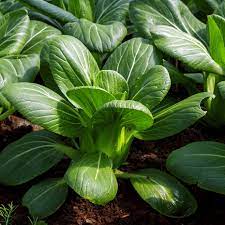 Burpee Toy Choi Cabbage Seeds