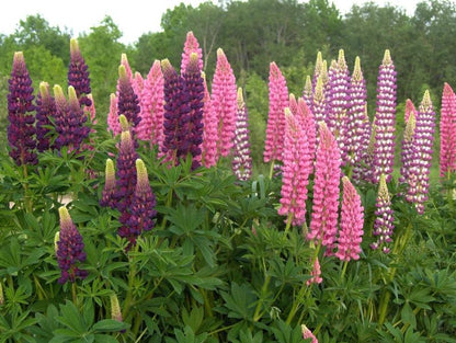Lupine Wildflower Seeds