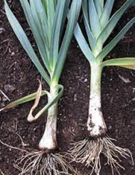 American Flag Leek Seeds