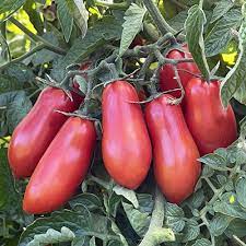 Überlebensgarten Paste Tomatensamen Sammlung