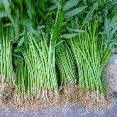 Ong Choy Water Spinach Seeds