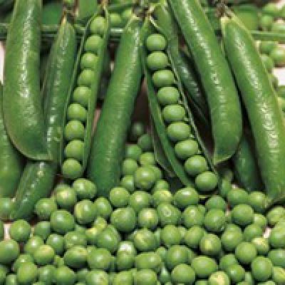 "Asparagus Pea Vegetable Seeds