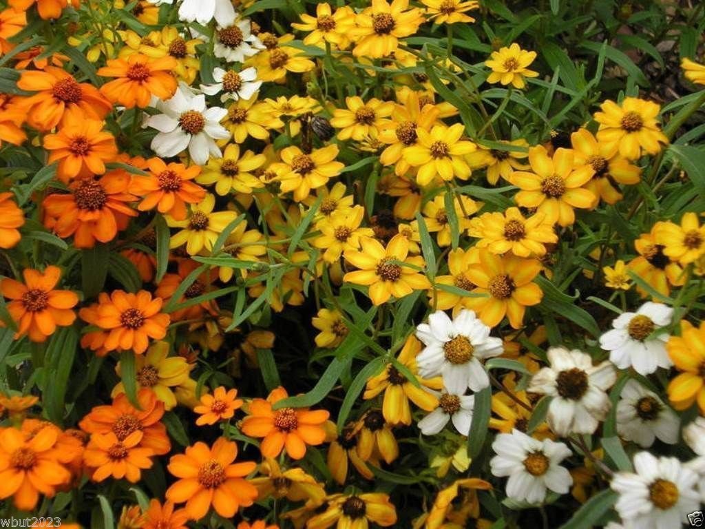 Zinnia Linearis Mix Seeds