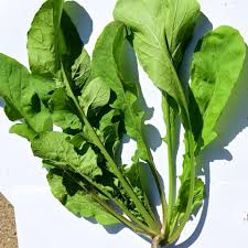 Astro Arugula Lettuce Seeds