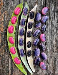 Heirloom Scarlet Runner Beans Seeds