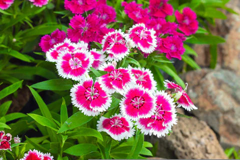 Dianthus Flower seeds for Planting Drought Tolerant Heirloom & GMO Free Seeds for Home Garden