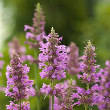 Rose Mint Agastache Flower Seeds