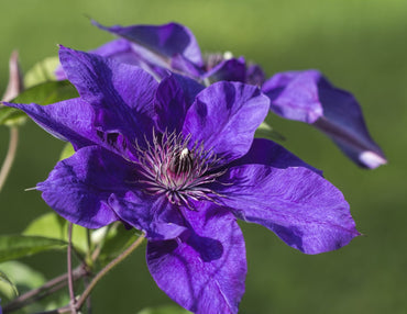 Purple Clematis Flower Seeds