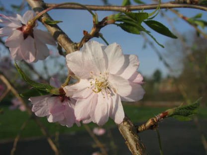 Weeping Higan Cherry Flower Seeds