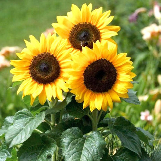Sunflower Seeds for Planting