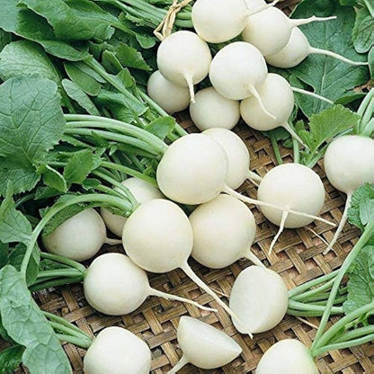 White Radish Seeds for Planting