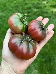 Graines de tomate Cherokee Purple - Graines de légumes patrimoniales