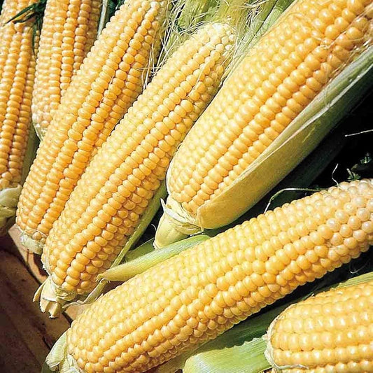 野菜スイートコーンハイブリッド種子