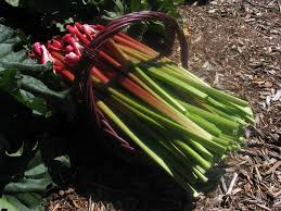 Graines de rhubarbe pour plantation - Graines de jardin