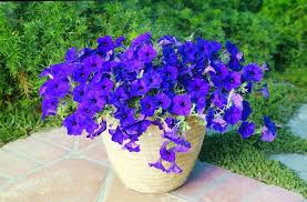 Petunias Seeds Color Blue