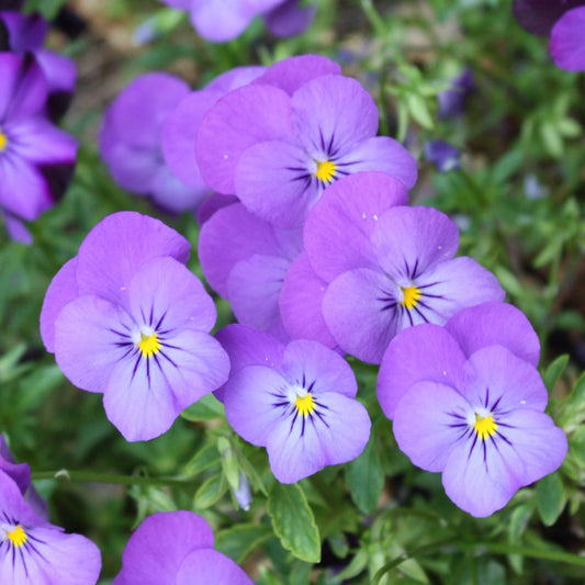 Light Purple Johnny Jump Up Viola Seeds for Garden