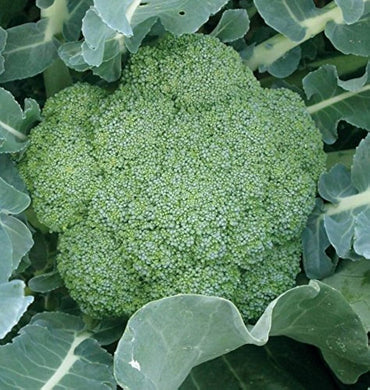 Semi di broccoli per piantare – Varietà da giardino